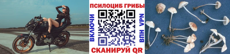 Галлюциногенные грибы Psilocybe  продажа наркотиков  Томилино 
